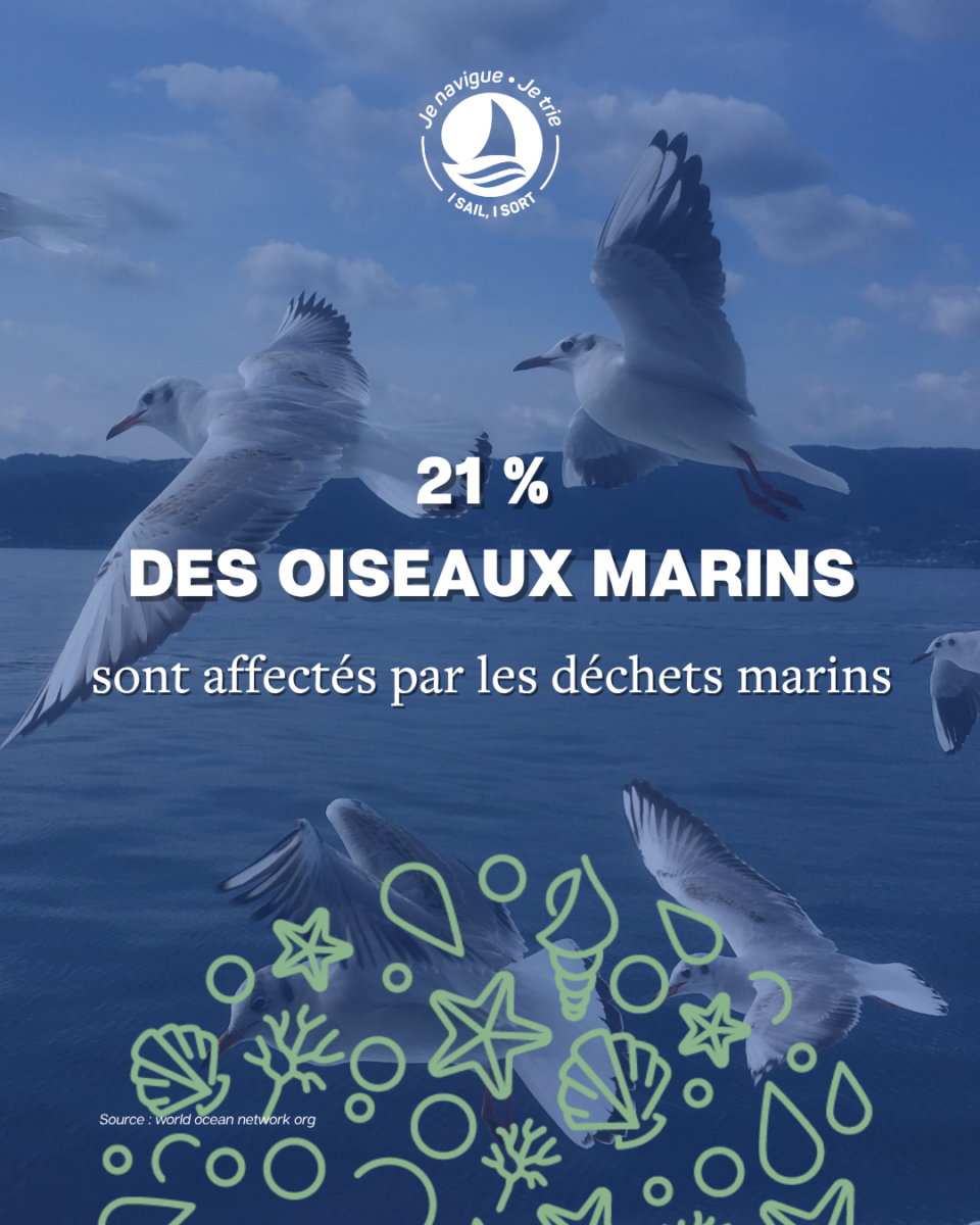 Statistique montrant que 21 pourcent des oiseaux marins sont affectés par la pollution et déchets marins.