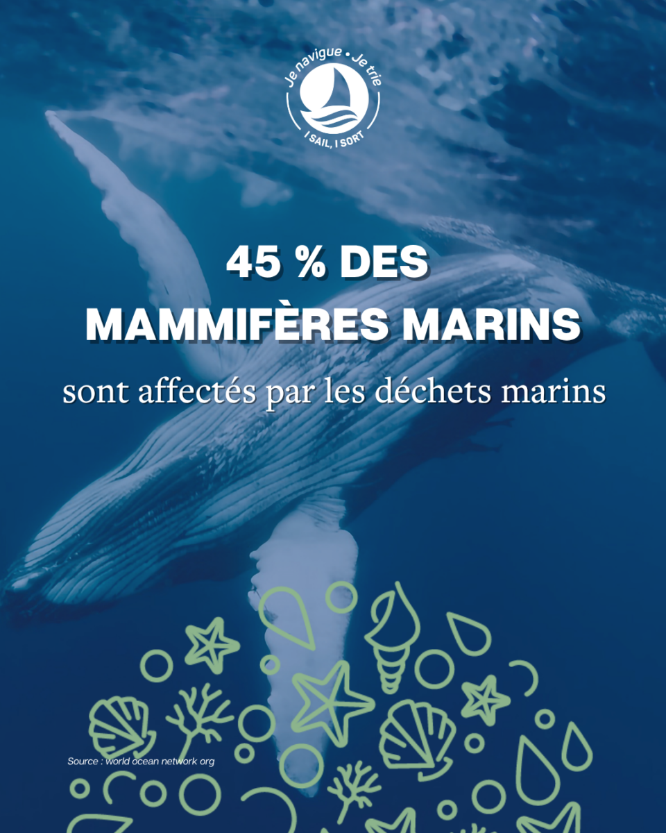 Infographie sur l impact des déchets marins affectant 45 pourcent des mammifères marins.